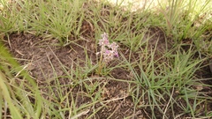 Ledebouria luteola