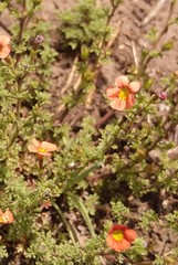 Jamesbrittenia aurantiaca
