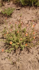 Jamesbrittenia aurantiaca