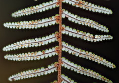 Gleichenia inclusisora
