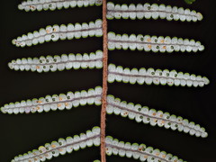 Gleichenia inclusisora
