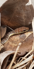 Psammophis