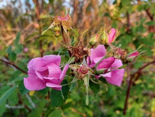 iNaturalist observation photo of California Wild Rose