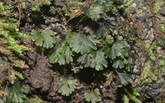 Crepidomanes minutum