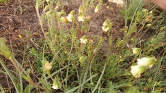 Hermannia erodioides