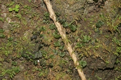 Crepidomanes minutum