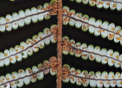 Gleichenia inclusisora