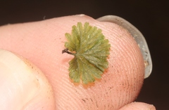 Crepidomanes minutum