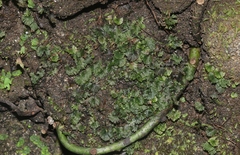 Crepidomanes minutum