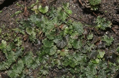 Crepidomanes minutum