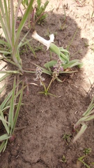 Ledebouria luteola