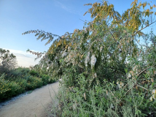 iNaturalist observation photo of Arroyo Willow