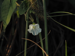 Ipomoea biflora