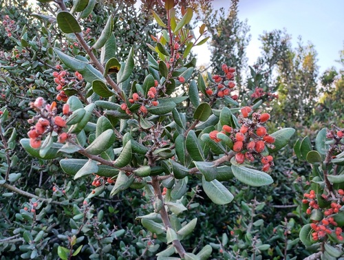 iNaturalist observation photo of lemonade berry