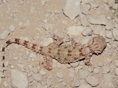 Tarentola deserti