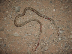 Hemorrhois algirus