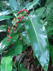 Alpinia intermedia