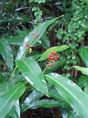 Alpinia intermedia
