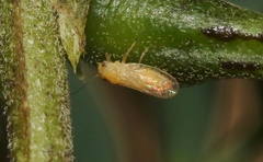 Heteropsylla