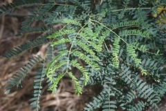 Heteropsylla