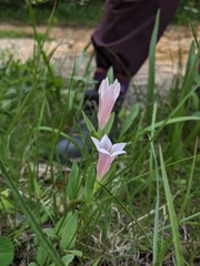 Spigelia alabamensis, photograph Alaina Krakowiak, CC BY, iNaturalist via GBIF