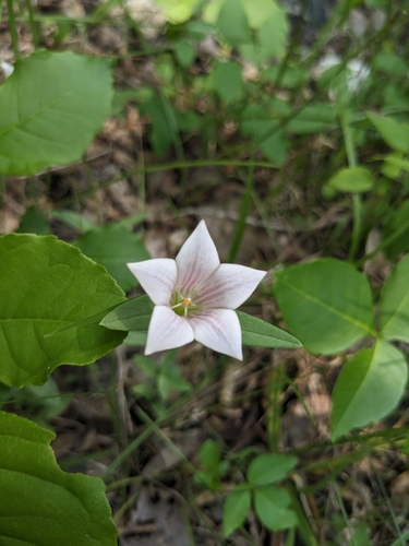 Spigelia alabamensis, photograph 3