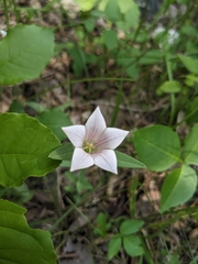 Spigelia alabamensis, photograph Alaina Krakowiak, CC BY, iNaturalist via GBIF