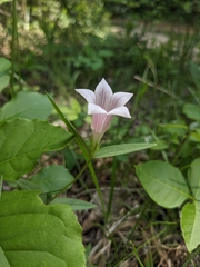 Spigelia alabamensis, photograph Alaina Krakowiak, CC BY, iNaturalist via GBIF