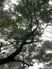 Trochodendron aralioides