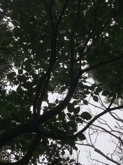 Trochodendron aralioides