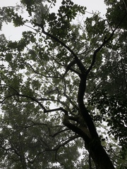 Trochodendron aralioides