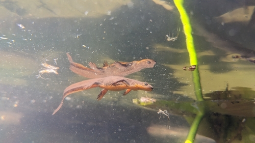 Rough-skinned Newt, Rolf Lake, photo 8 of 10