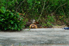 Campylorhynchus chiapensis