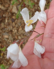 Hesperantha bachmannii