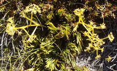Aciphylla monroi