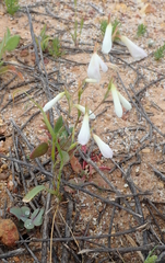 Hesperantha bachmannii
