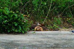 Campylorhynchus chiapensis