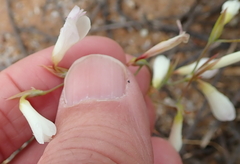 Hesperantha bachmannii