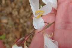 Hesperantha bachmannii