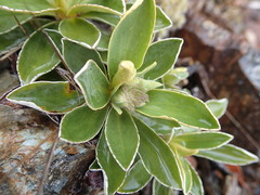 Celmisia hieraciifolia