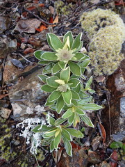 Celmisia hieraciifolia