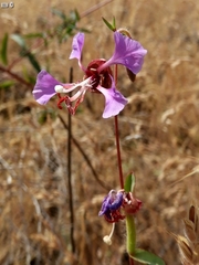 Clarkia exilis
