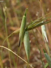 Avena sativa
