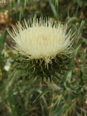 Cirsium cymosum