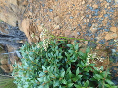 Anisotome filifolia