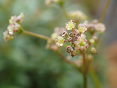 Anisotome filifolia