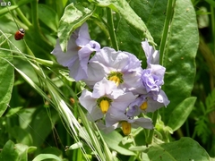 Solanum umbelliferum