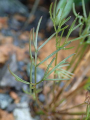 Anisotome filifolia