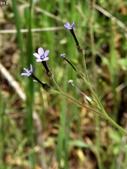 Allophyllum gilioides