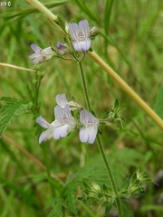 Collinsia childii
